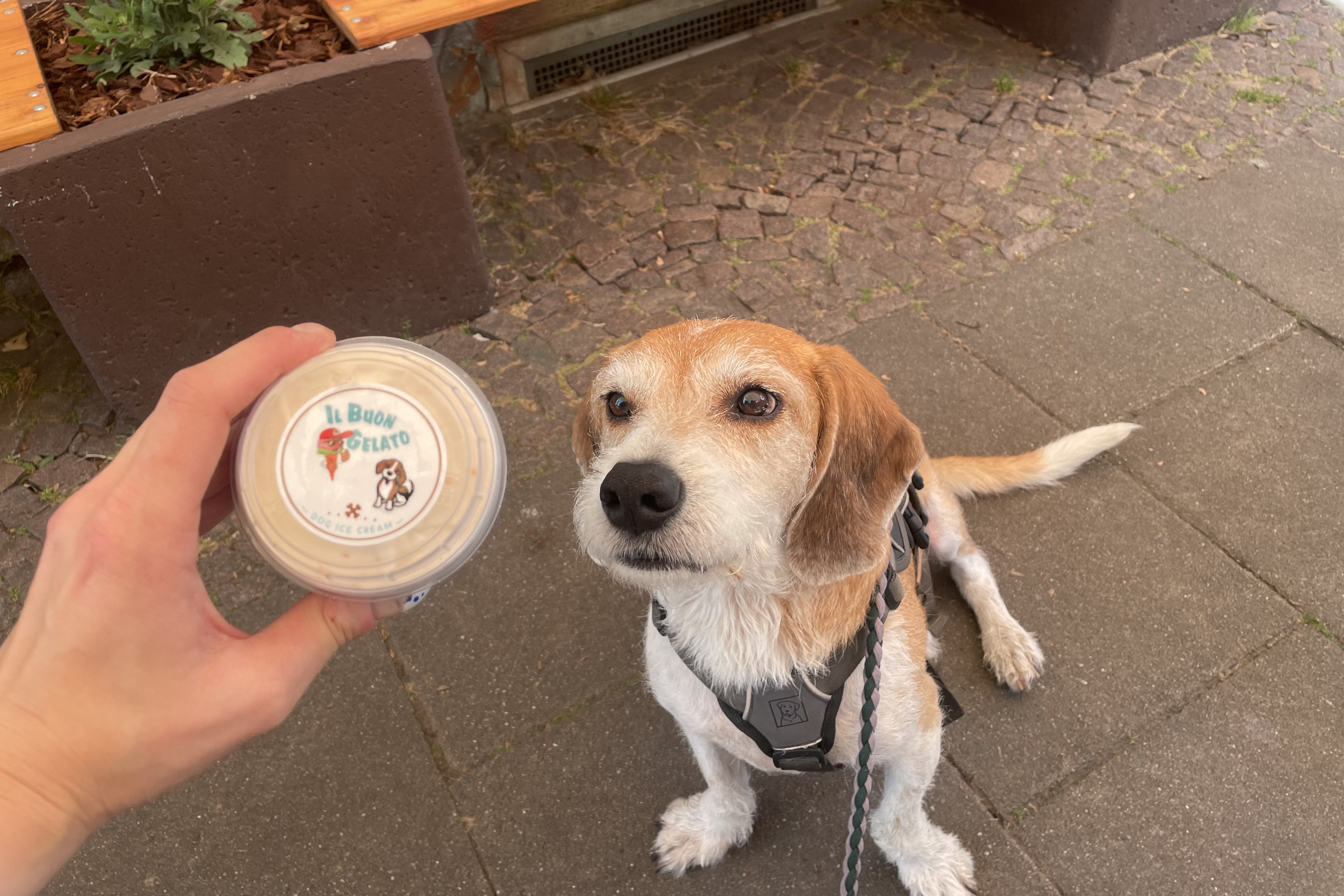 Hund vor einem Café mit Hundeeis in Leipzig