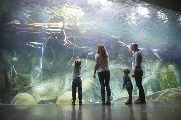 Das modernisierte Aquarium bietet zahlreiche neue Attraktionen