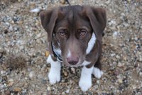 Labrador-Mischling Skadi