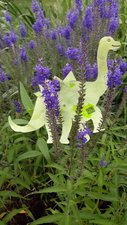 Bastel-Dino Familie Kneucker