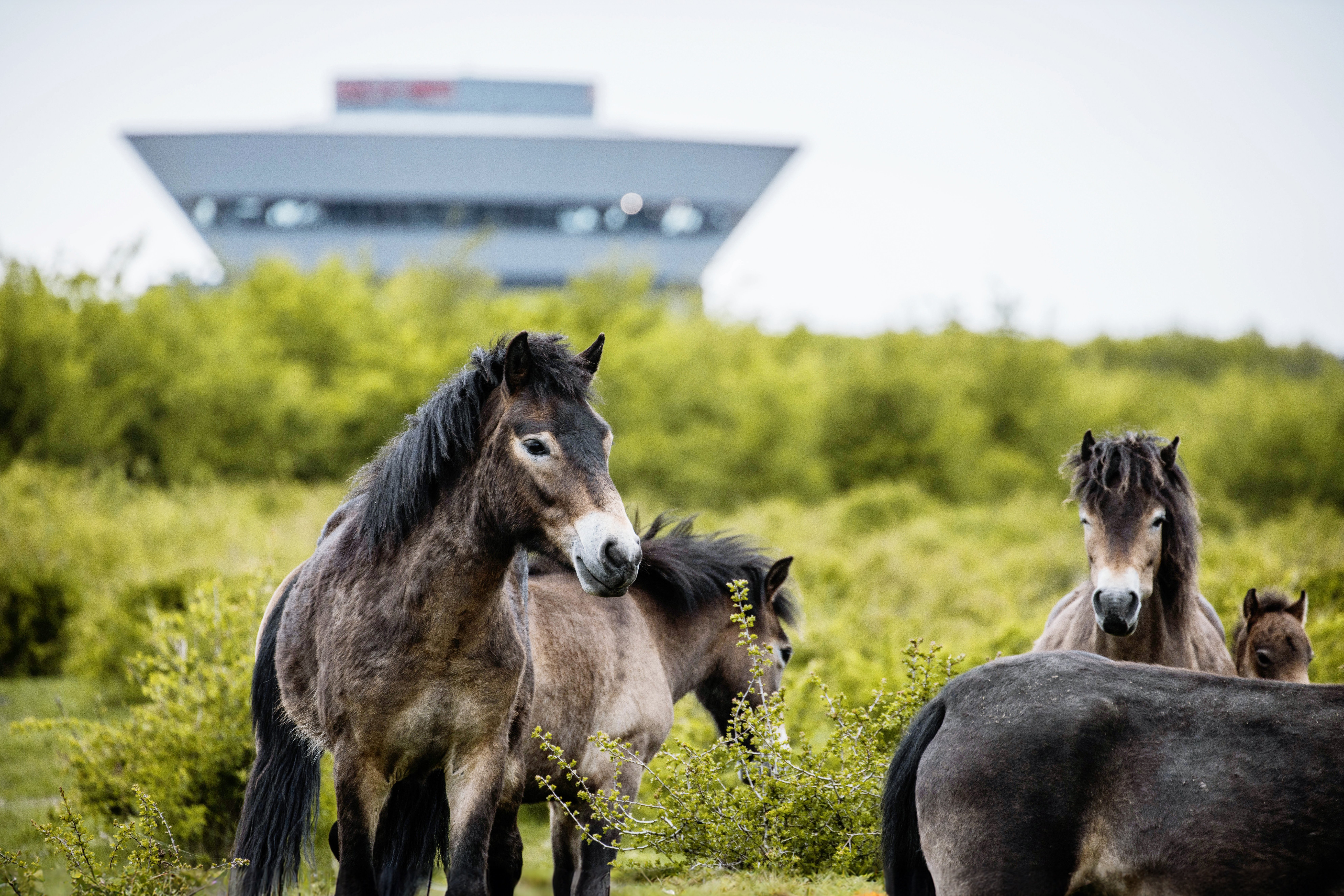 Exmoor-Ponys