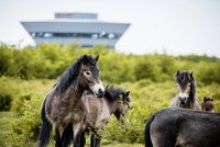 Exmoor-Ponys
