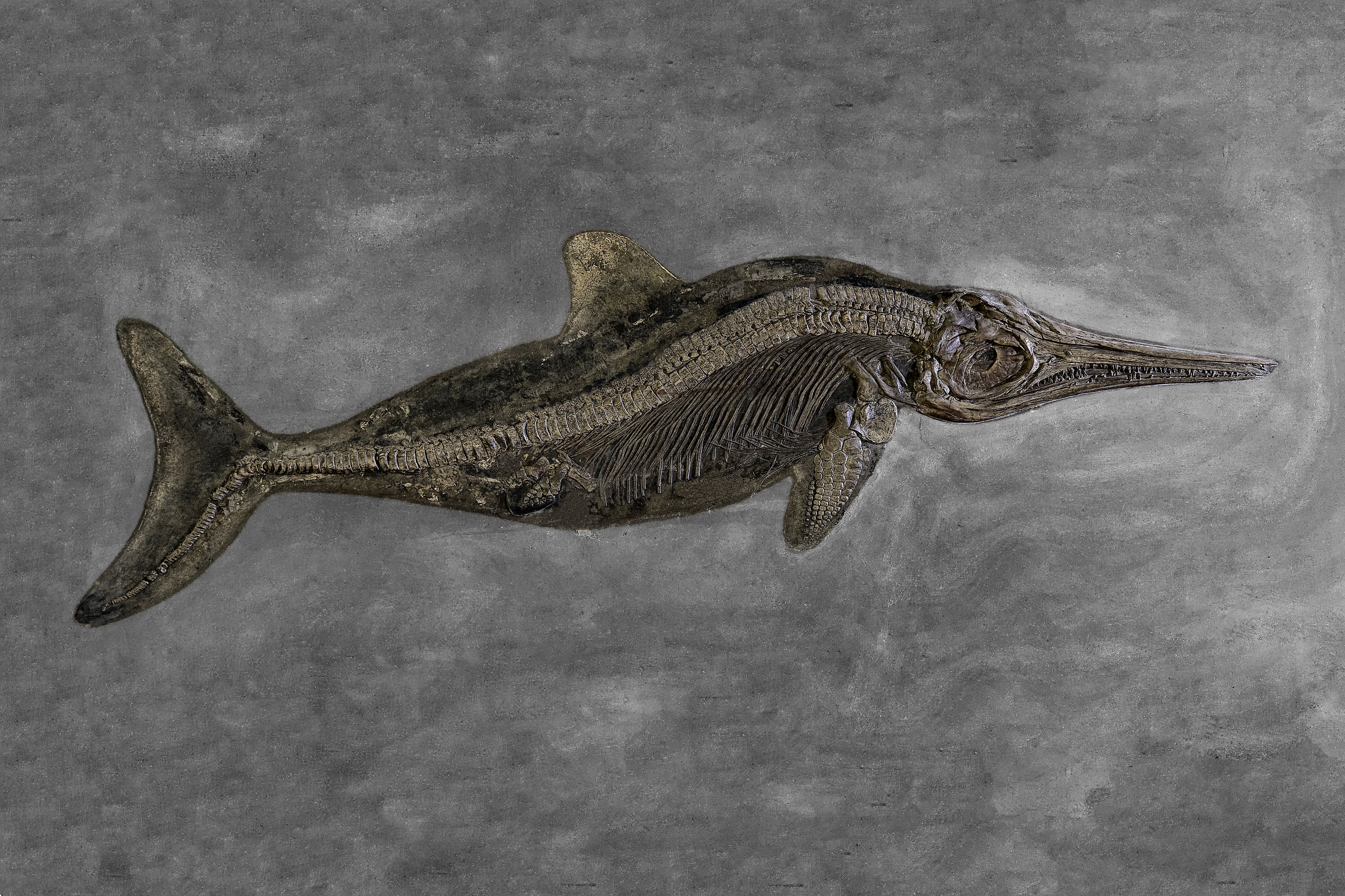 Die Ausstellung in der Bibliotheca Albertina zeigt ein Fossil eines Urzeitfisches