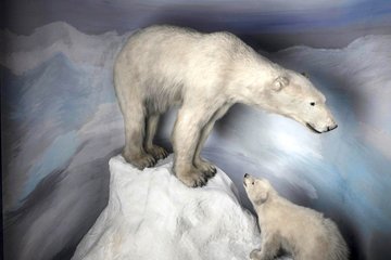 Im Naturkundemuseum Leipzig erfahren Kinder mehr über Tiere und deren Lebensraum