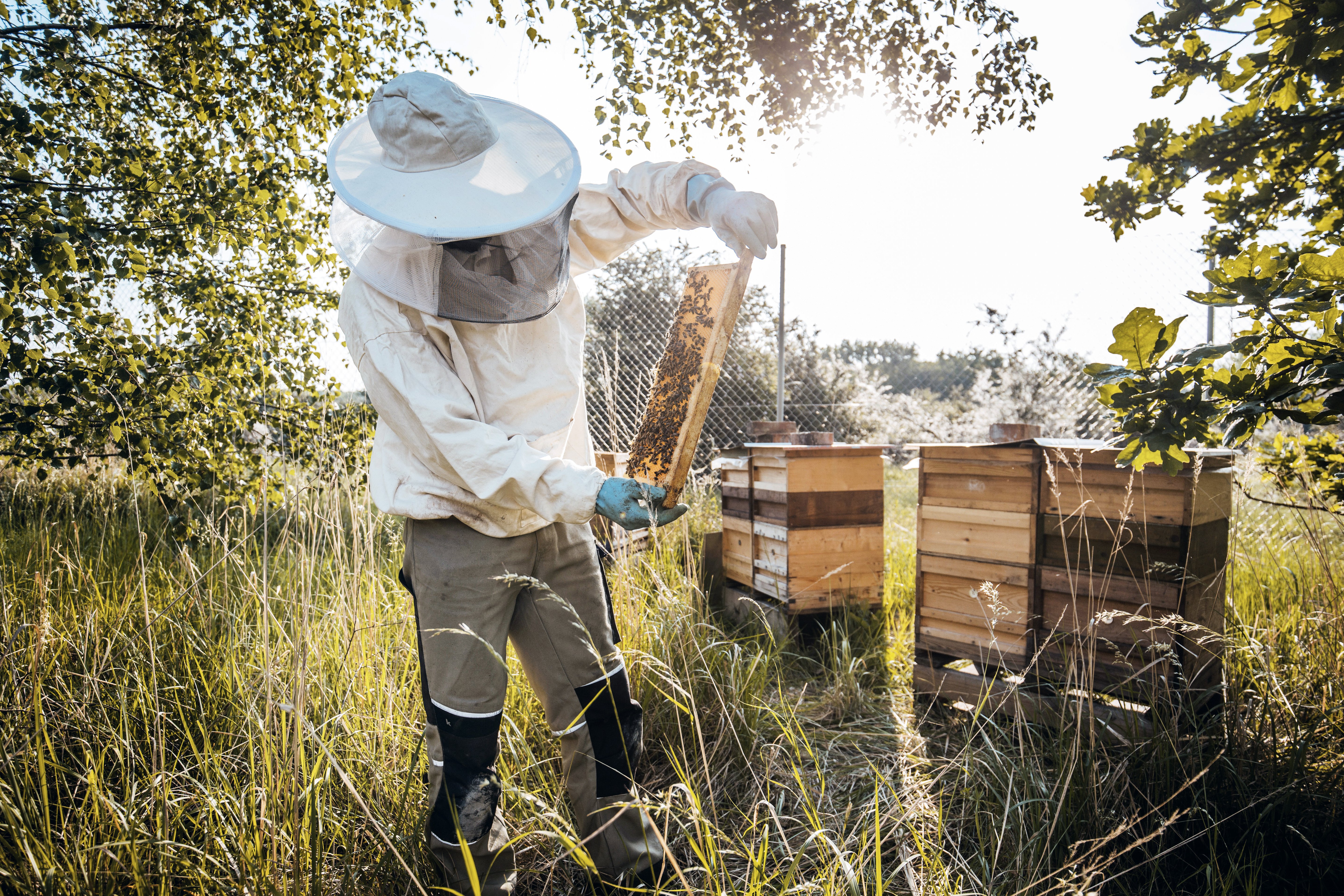 Honigbienen