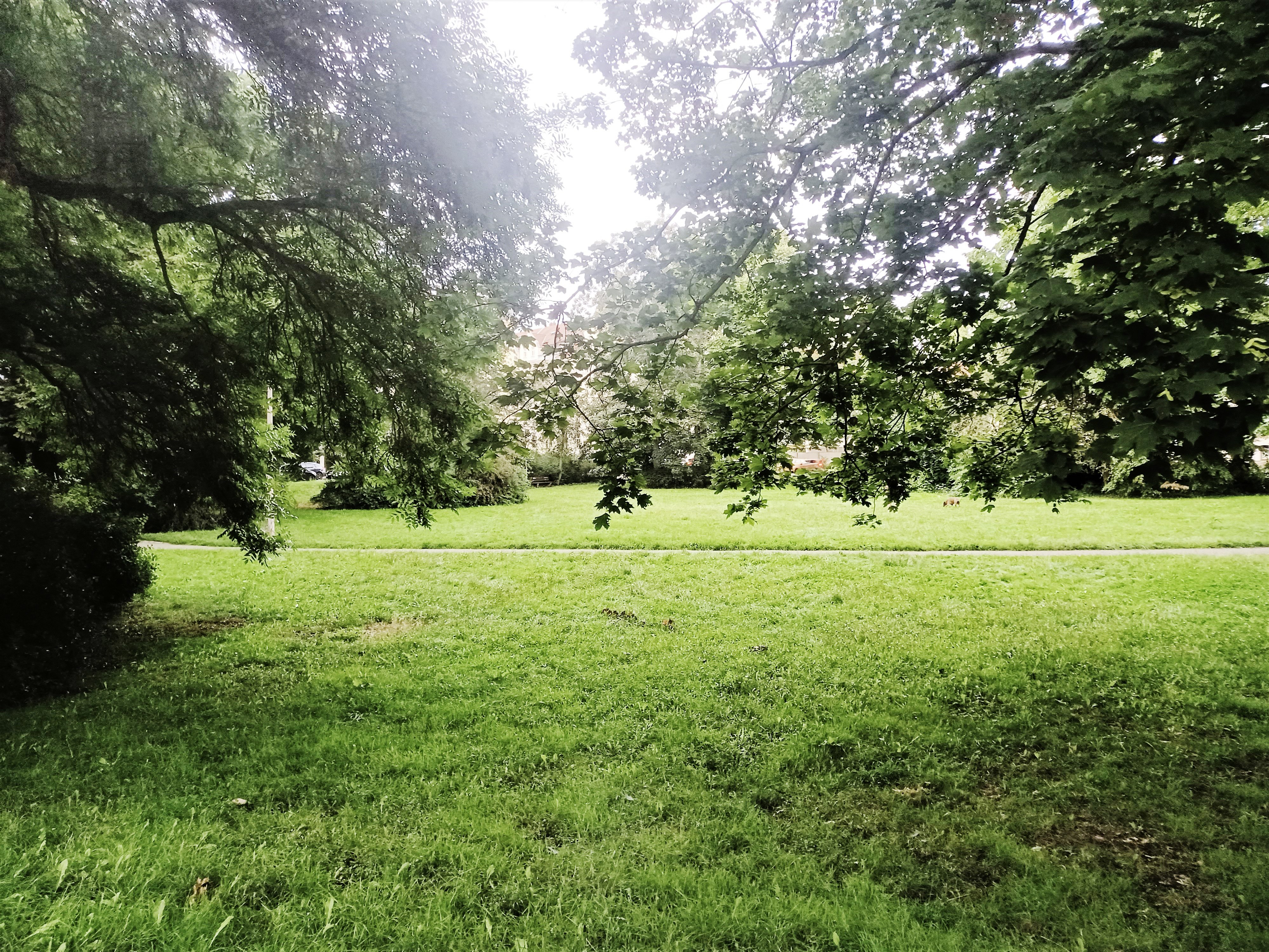 zusehen ein grüner Park 