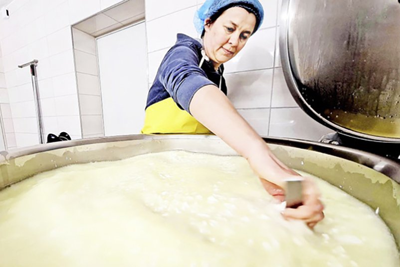 Ziegenkäseproduktion