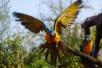 Blaukehlaras im Zoo Leipzig