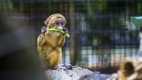 Tierparks um Leipzig