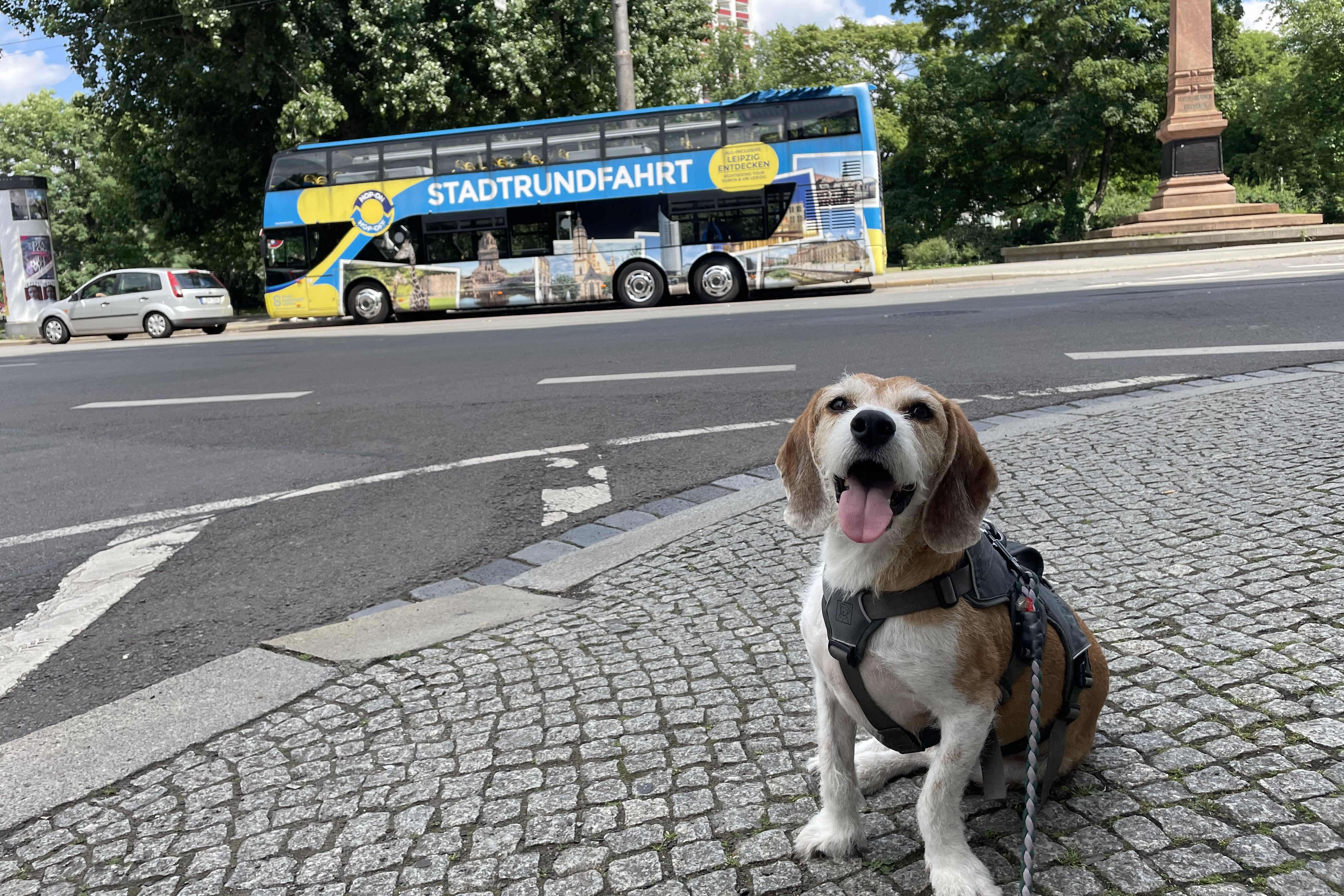 Hund vor einem Hop-on-Hop-off-Bus einer Stadtrundfahrt durch Leipzig