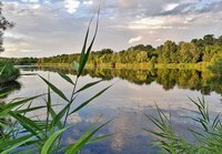 Waldsee Lauer