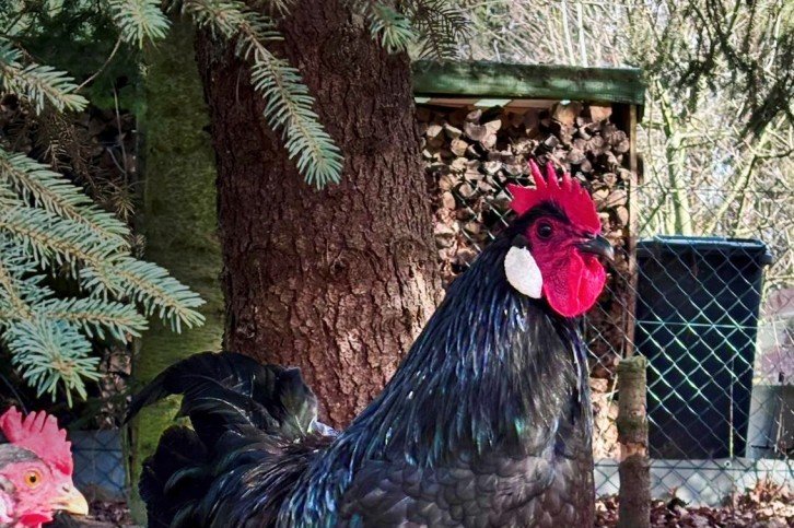 Sachsenhahn mit schwarzem Gefieder im Freilauf