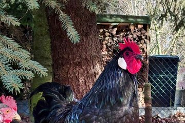 Sachsenhahn mit schwarzem Gefieder im Freilauf