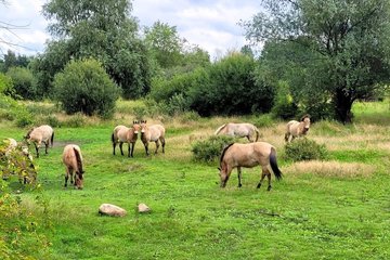 Przewalski-Pferde im Grünen Bogen Paunsdorf