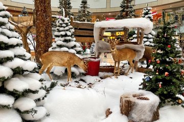 Zwischen verschneiten Tannen entdecken Besucher Wildtiere auf dem Naturlehrpfad