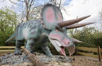 Triceratops