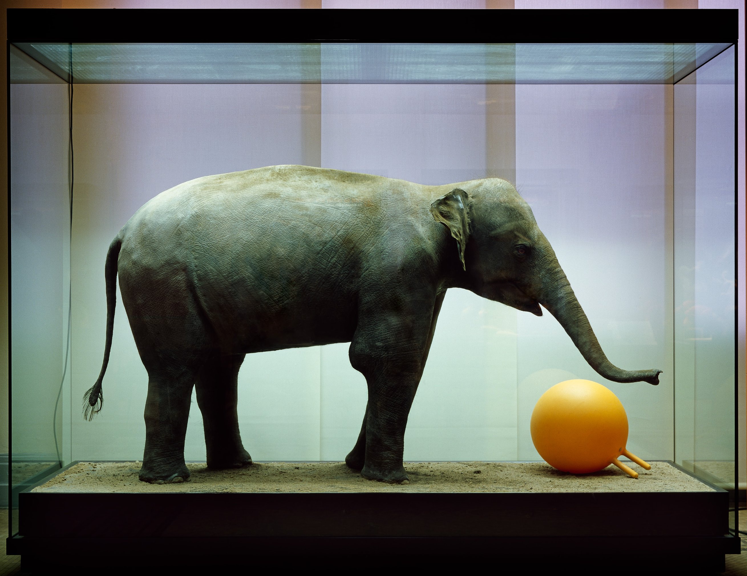 „Object: Elephant” von Anett Stuth