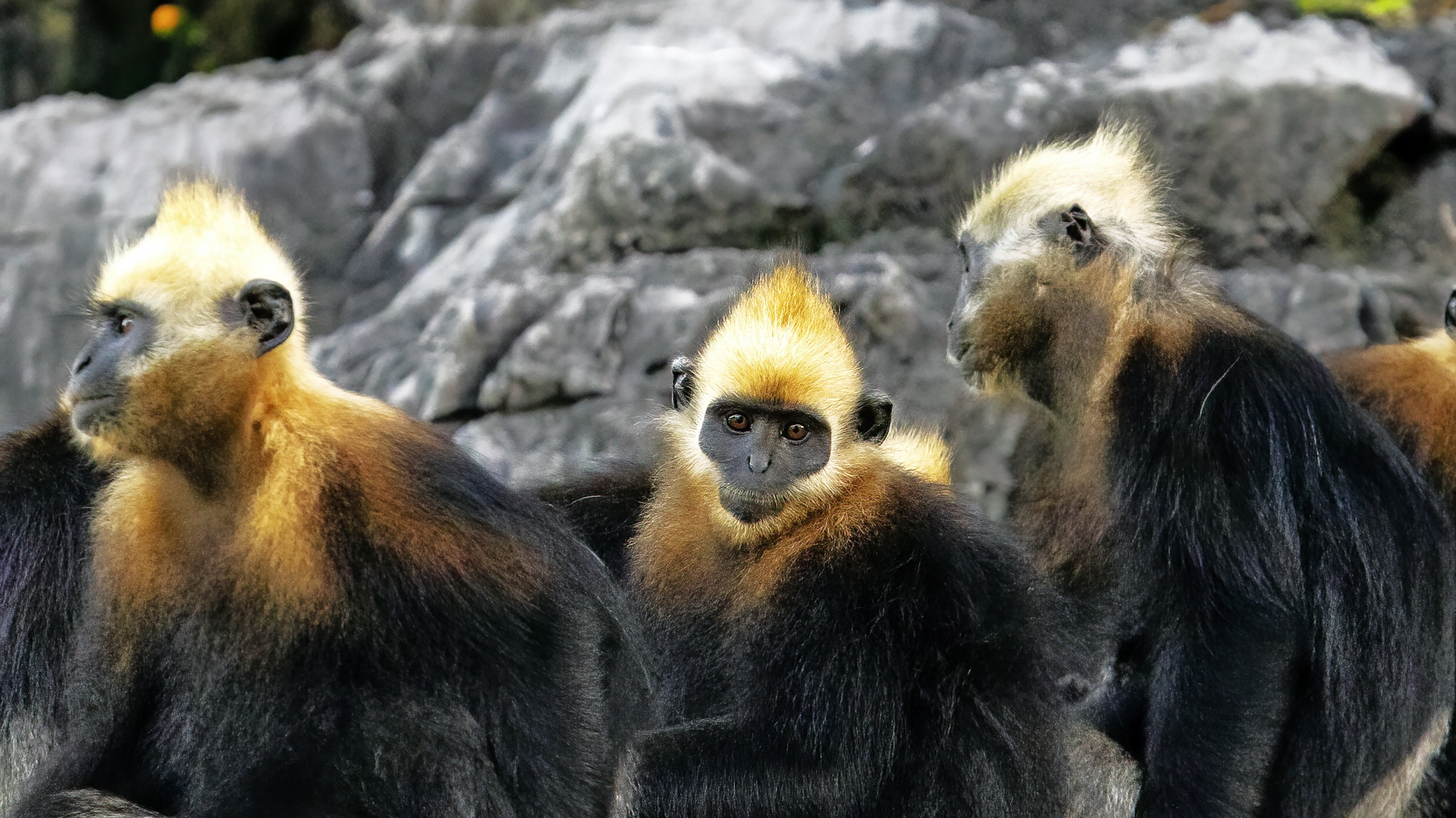 3 traurig schauende Cat-Ba-Languren in einem Zoo 