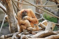  Orang-Utan