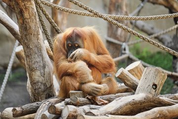  Orang-Utan