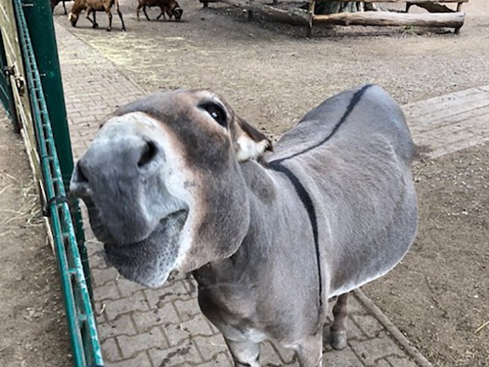 Esel im Tierpark Lützen