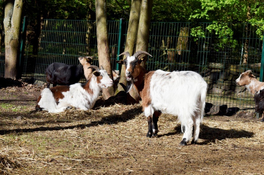 Ziegen im Gehege – Tierkontakt unter pädagogischer Begleitung