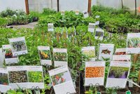 Neben Pflanzen kann man im Hofladen der Bioland Gärtnerei auch Eier, Gemüse und Obst kaufen