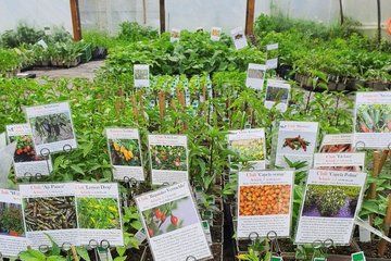 Neben Pflanzen kann man im Hofladen der Bioland Gärtnerei auch Eier, Gemüse und Obst kaufen