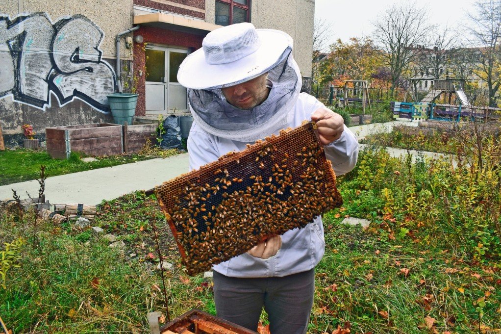 Die Wabe ist dicht besetzt: Auch im Herbst sind die Bienen noch aktiv im Stock