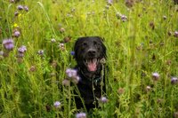 Hundemalaria