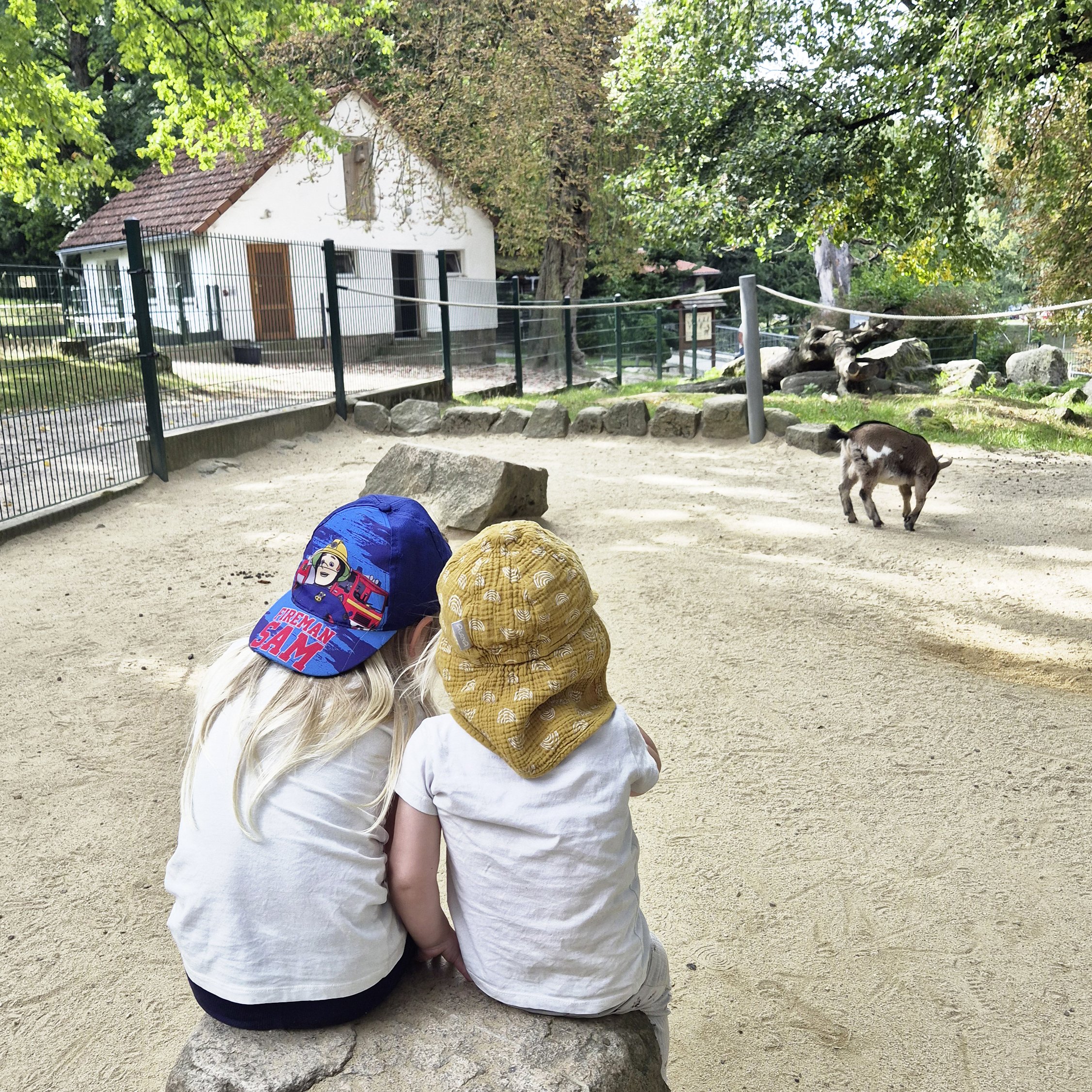 Im Tierpark Hirschfeld kann man Ziegen beobachten und auch streicheln