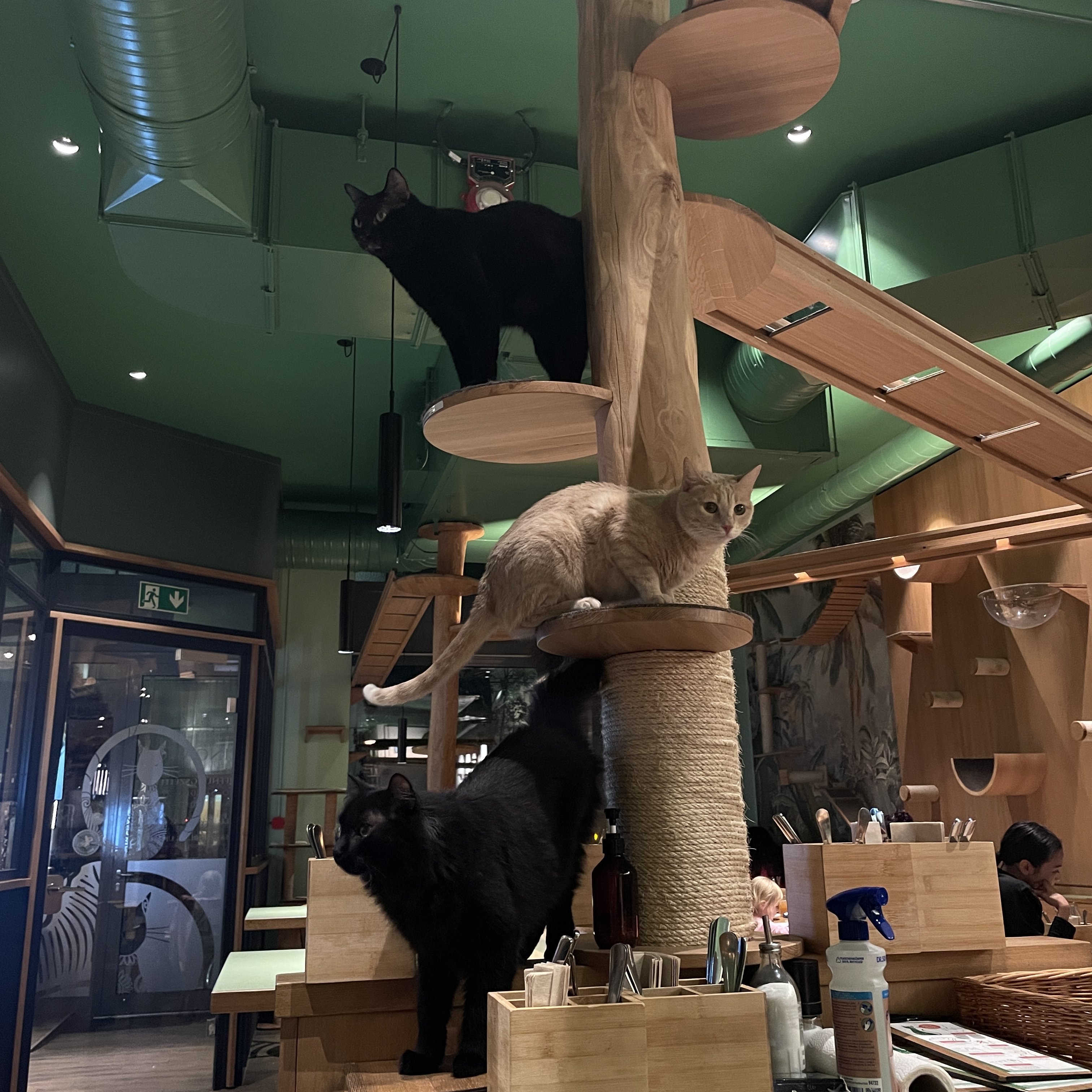 Katzen im Katzencafe in Leipzig