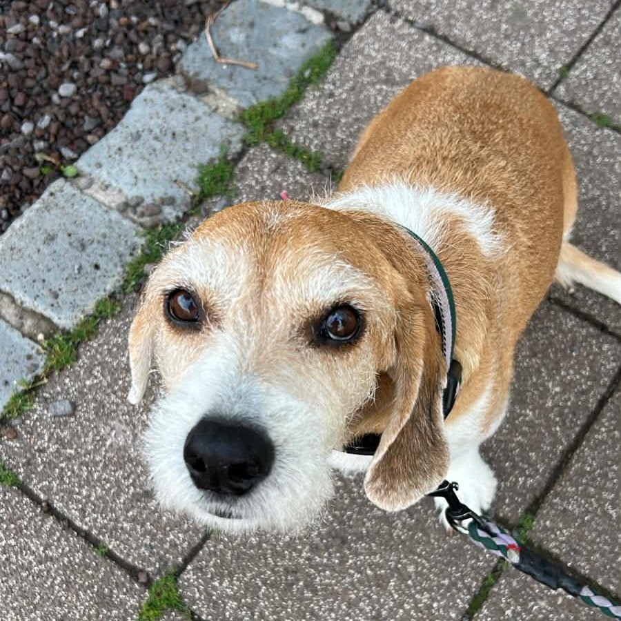 Hund schaut in die Kamera