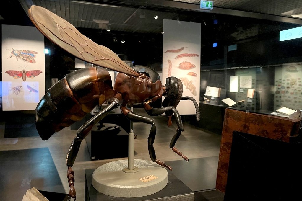 Mehr als Bücher: Ein Modell in der Ausstellung zeigt die Honigbiene stark vergrößert