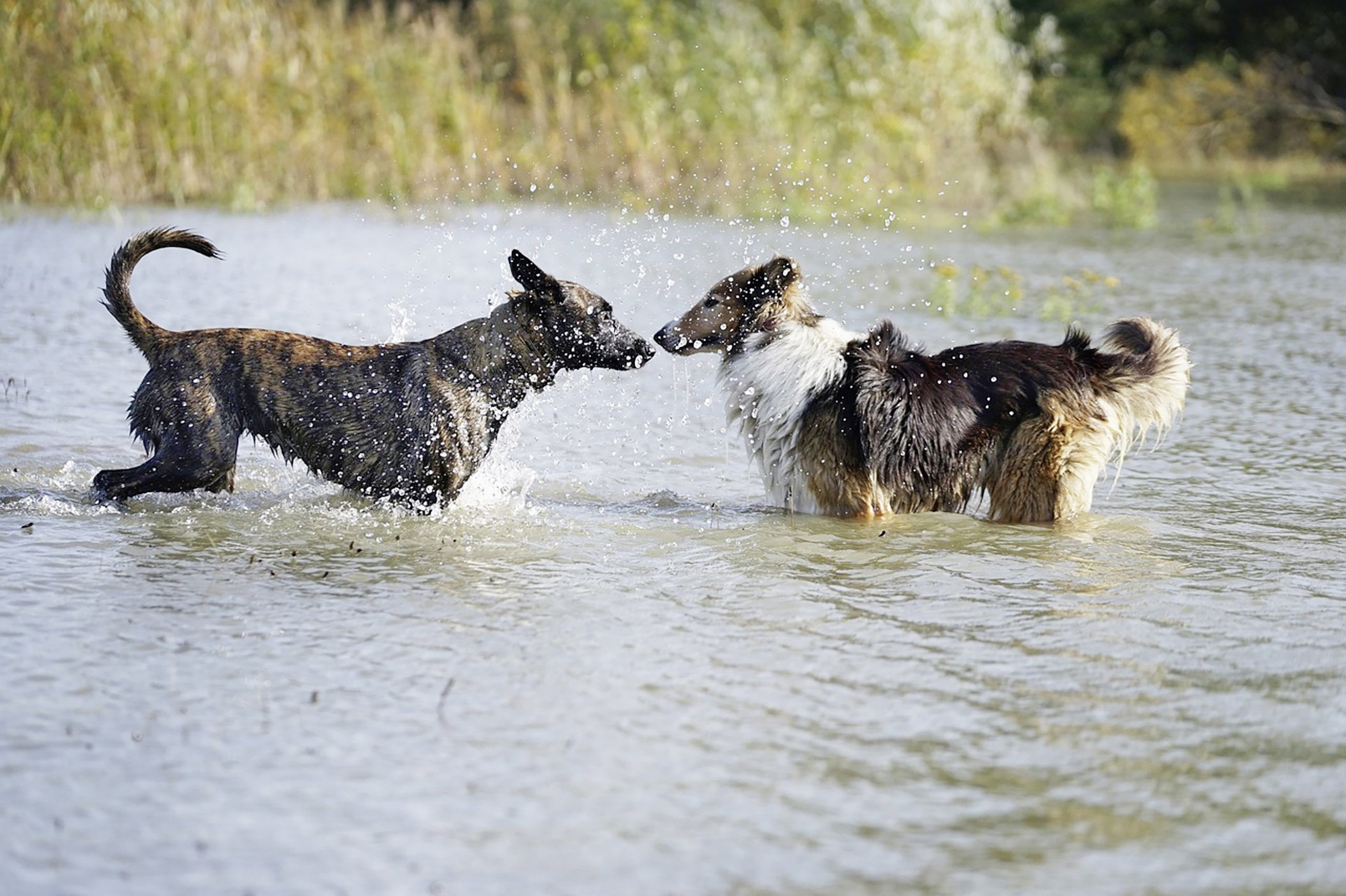 Auch Hunde fühlen sich im Wasser pudelwohl