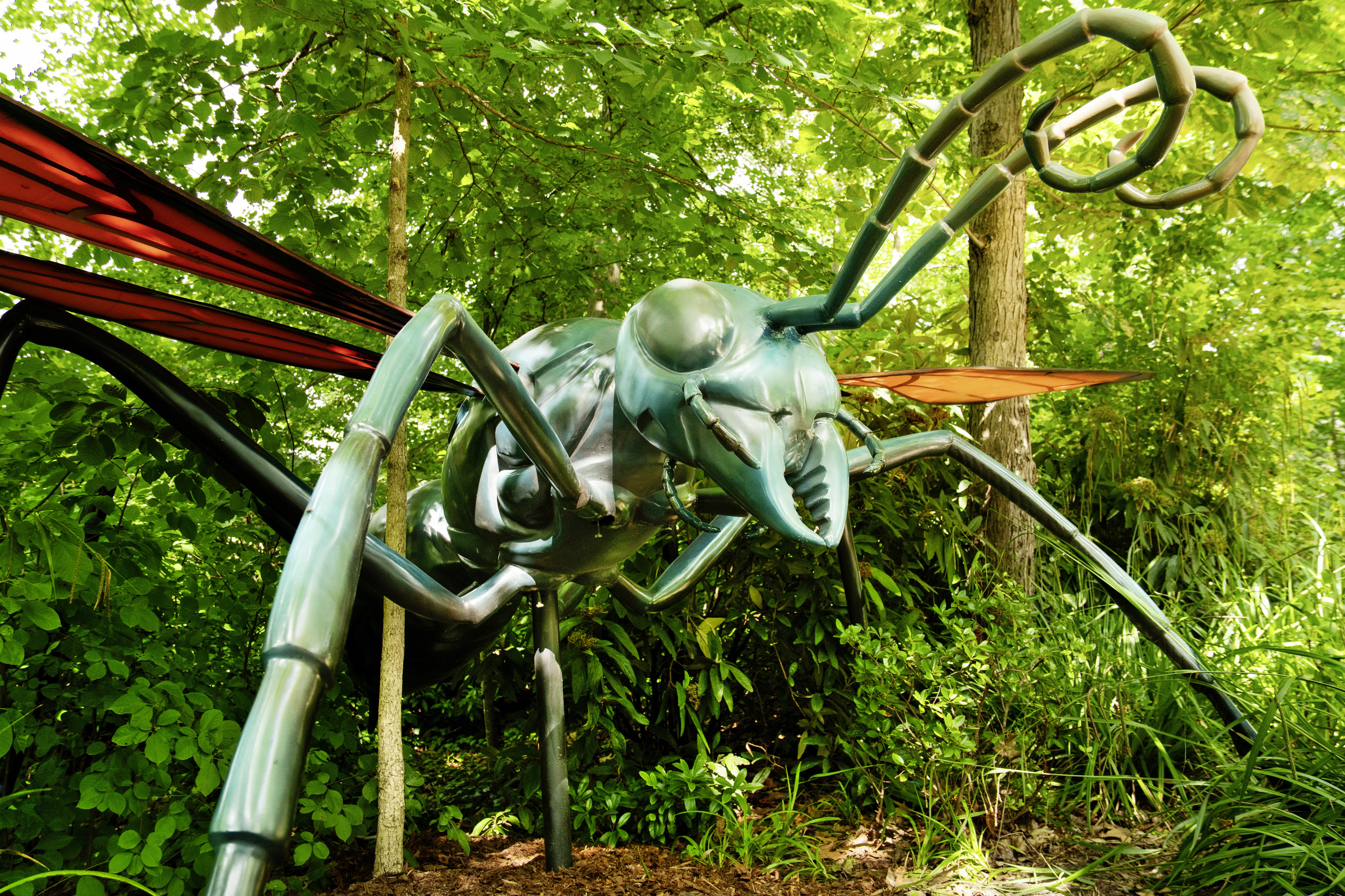 XXL-Tarantulafalke