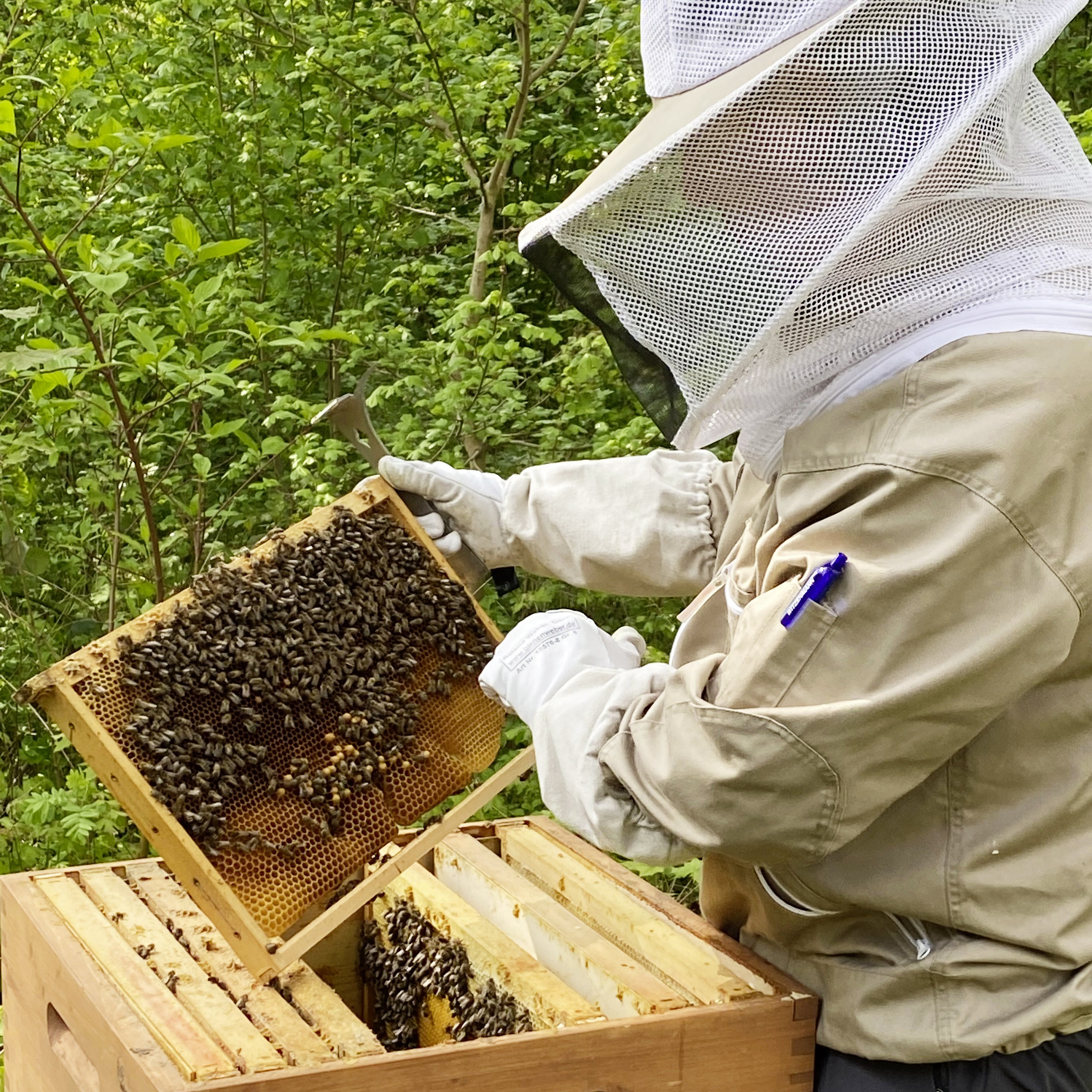 zusehen: ein Imker an der offenen Bienenkiste 