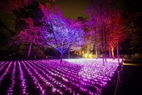 Der Christmas Garden verwandelt den agra-Park in eine faszinierende Lichterlandschaft