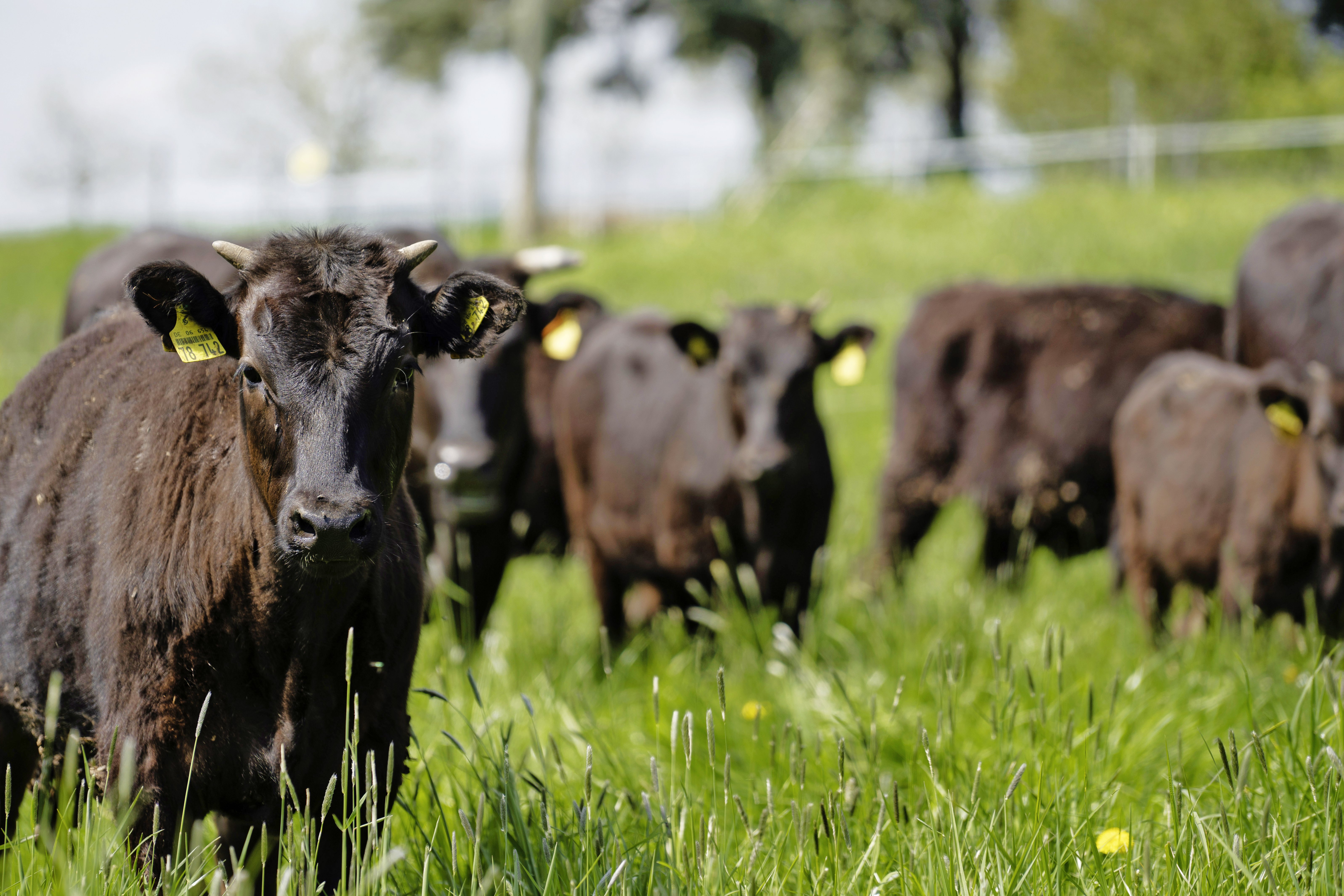 Wagyu-Rinder