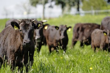 Wagyu-Rinder