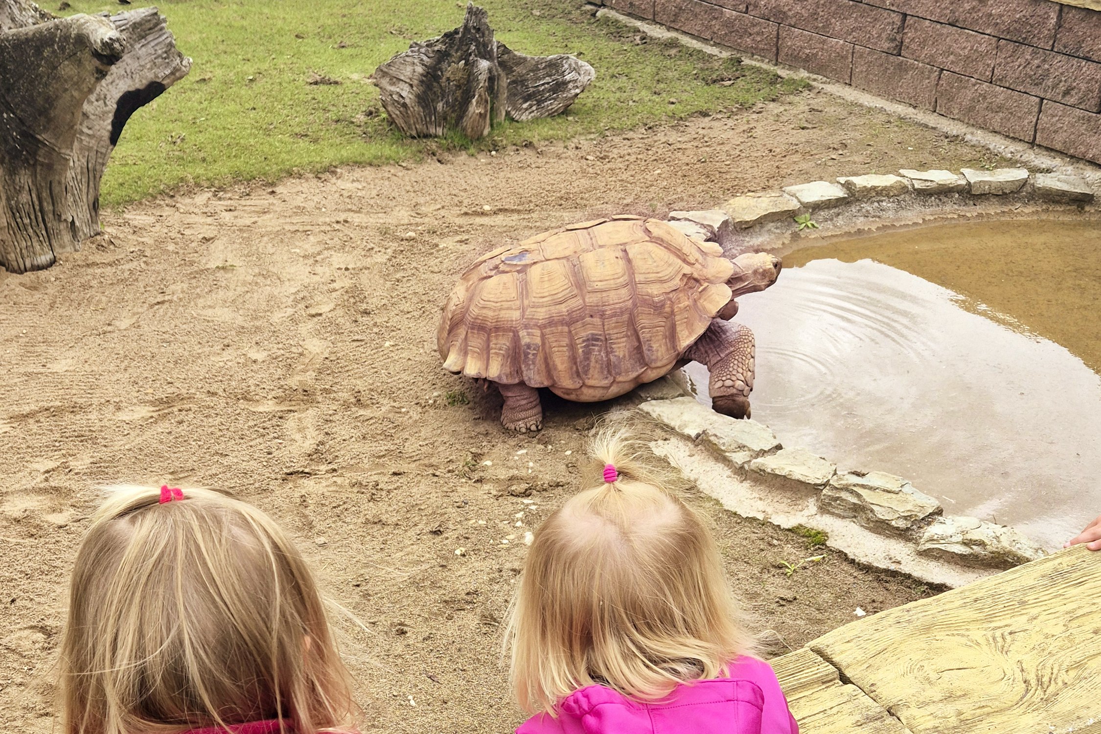 Ruhiger Beobachter im Erlebnispark Memleben: die Schildkröte
