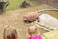 Ruhiger Beobachter im Erlebnispark Memleben: die Schildkröte