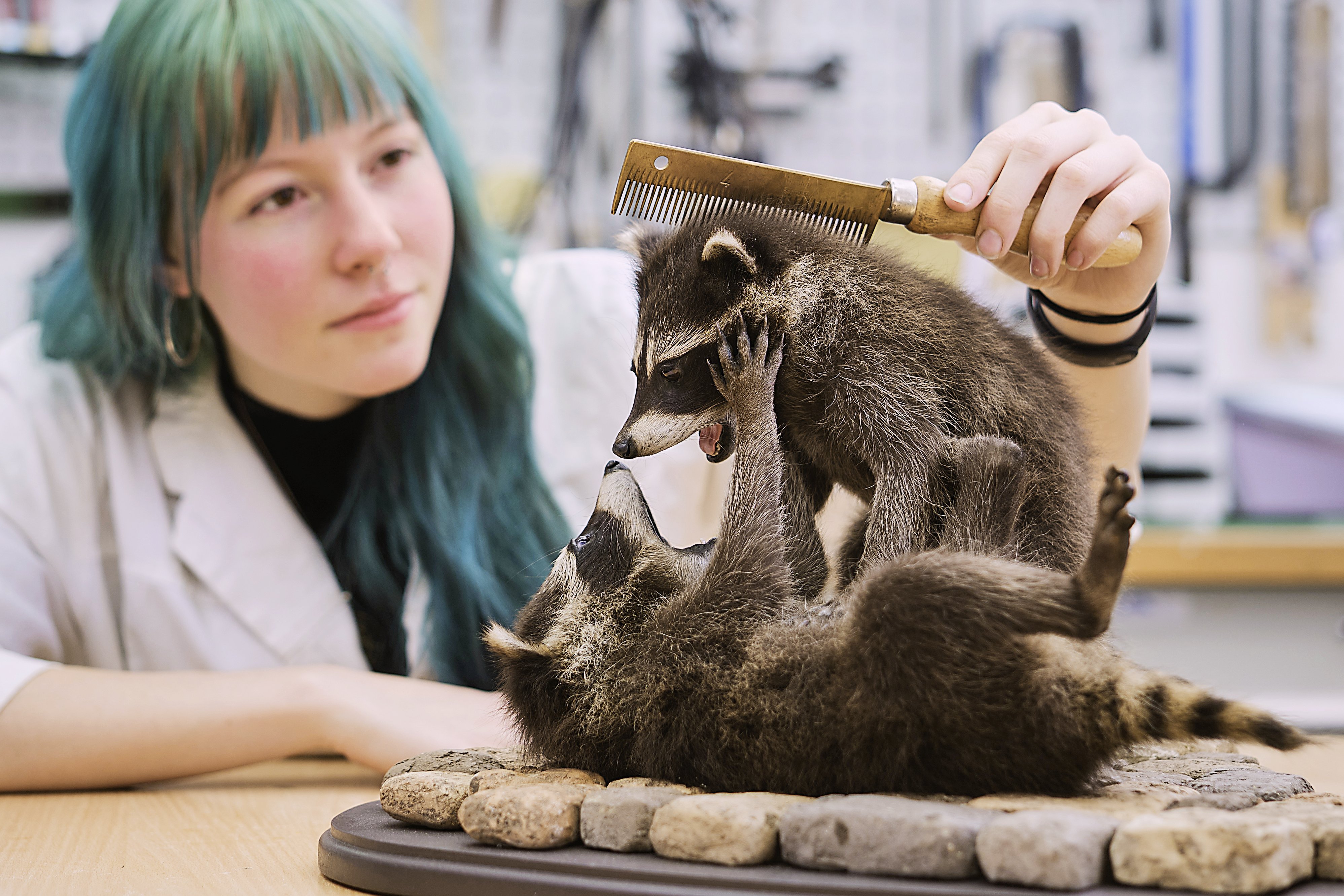 Mit dem Präparat der Waschbären wurde Louisa Bosse bei den European Taxidermy Championships ausgezeichnet