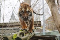 Auch der Sumatratiger erwacht im Bergzoo Halle in diesem Sommer zum Leben