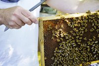 Bienenwabe