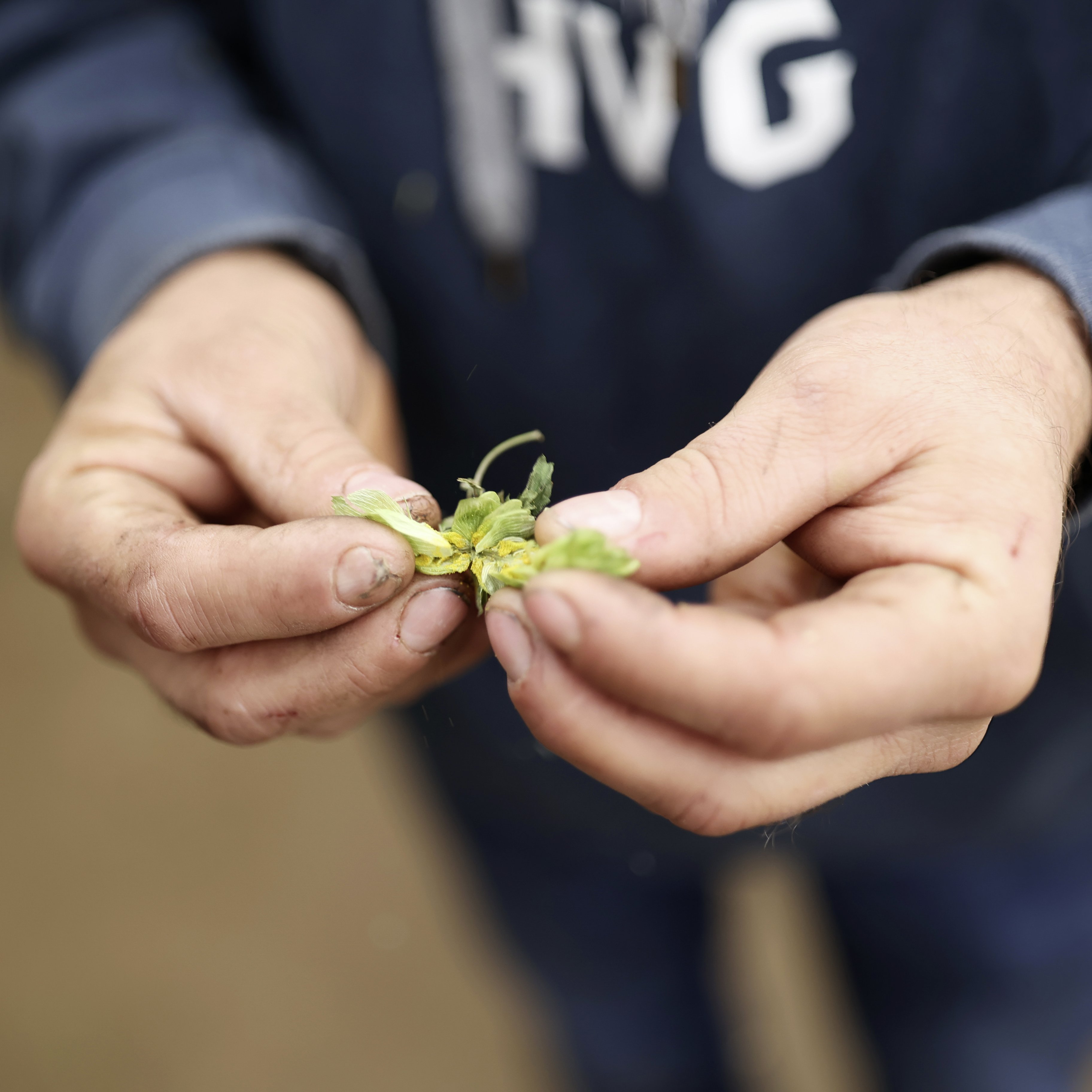 zusehen: einen Hopfenblüte in einer Hand 