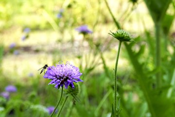 Insektensommer