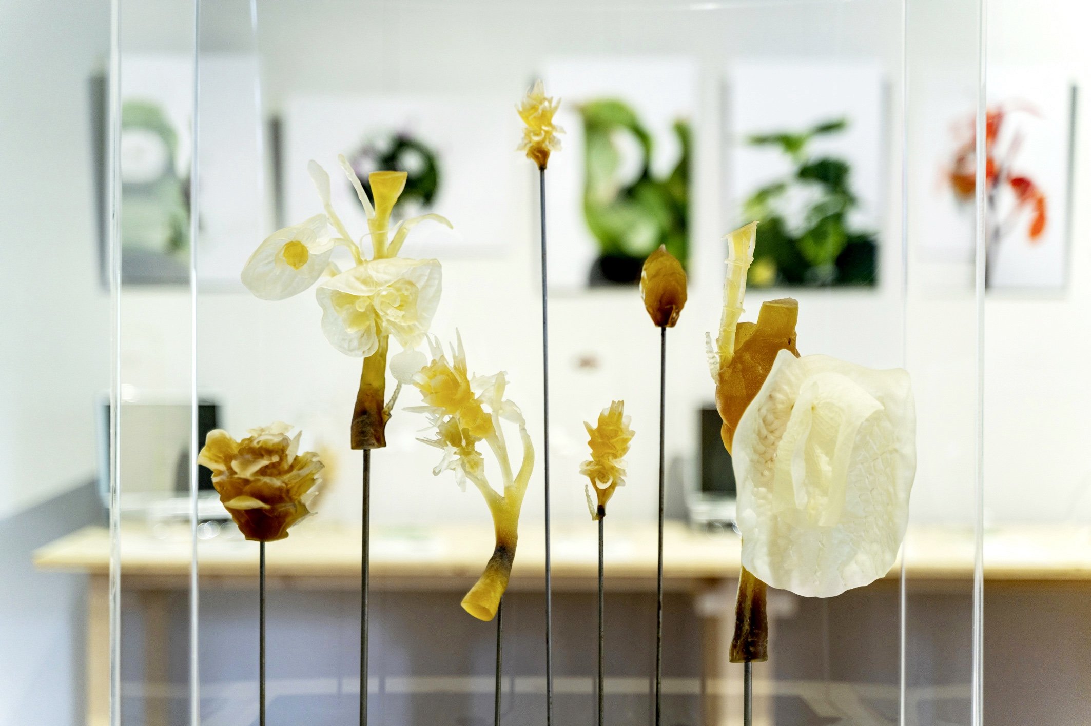 Blick in die Ausstellung „Pflanzenfieber“
