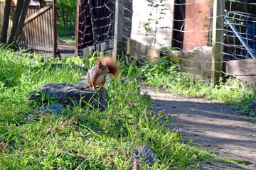 Zwischen Stall und Wiese begegnet man hier auch kleinen Wildgästen