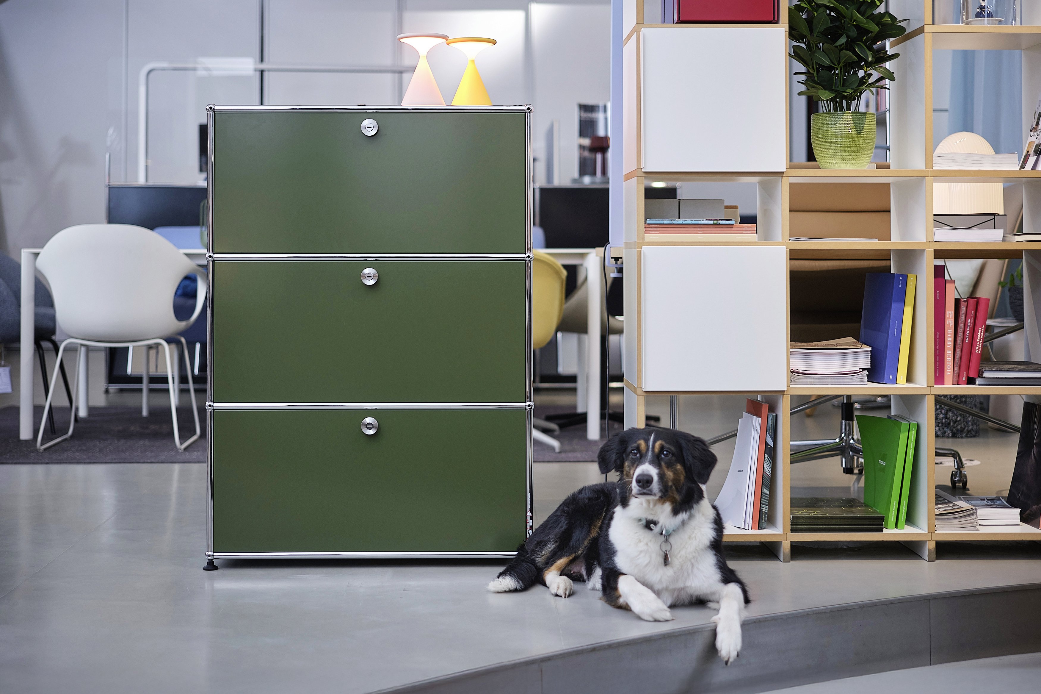 Das USM-Highboard in der Trendfarbe Olivgrün gefällt auch Store-Hündin Peppa